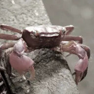 Crabhouse